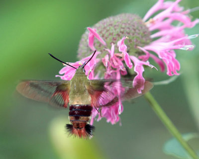 Clearwing and Bee Balm