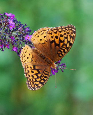 Great-Spangled Fritillary