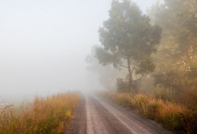 Into the Fog