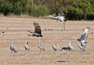 Sandhill Cranes