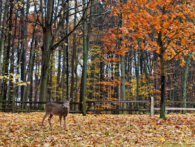 Playing in the Leaves