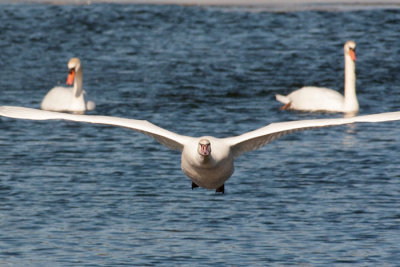 On the Wing