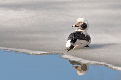 Long-Tailed Duck on Ice