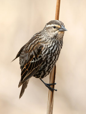 Red-Winged Blackbird