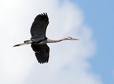 Heron in the Clouds