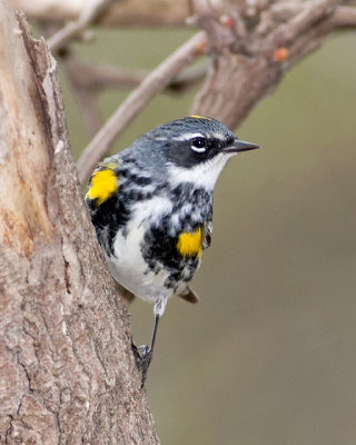 Yellow-Rumped Warbler