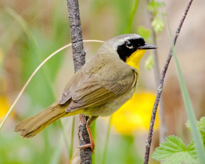 Common Yellow-Throat Warbler