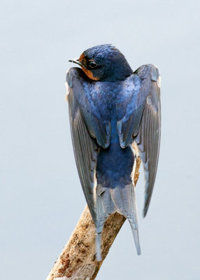 Barn Swallow
