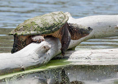 Sunning Snapper
