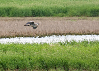 Great Blue Heron
