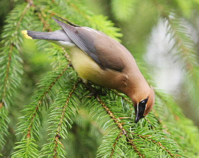 Cedar Waxwing