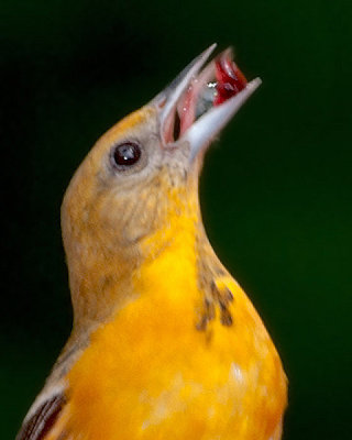 Oriole with Jelly
