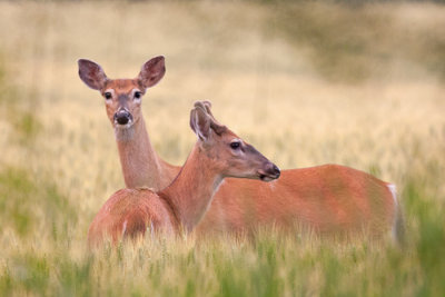 White-Tailed Deer