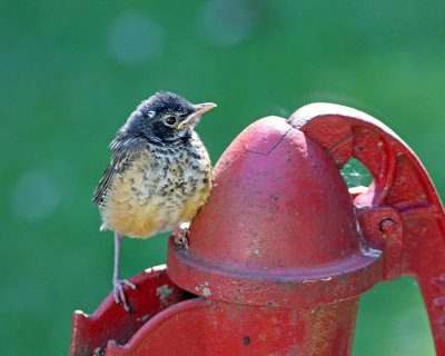 Baby Robin