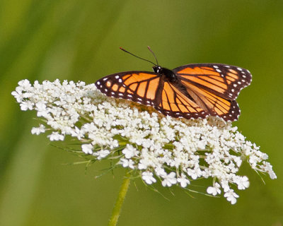 Viceroy on Queen Anne's Lace