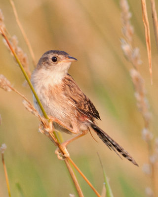 House Wren