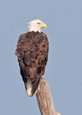Bald Eagle