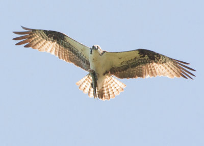 Osprey with Catch