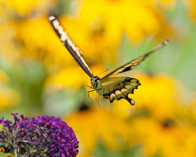 Giant Swallowtail and Black Eyed Susans