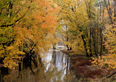 Autumn Gold