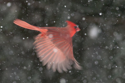Cardinal in the Snow