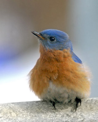 Eastern Bluebird
