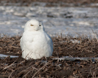 Adult Male Snowy Owl