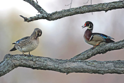 Out on a Limb