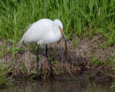 Egret With Catch