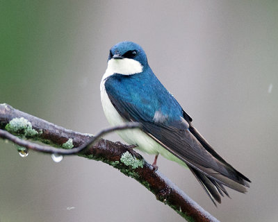 Tree Swallow in the Rain