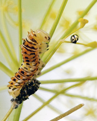Black Swallowtail Caterpillar and Egg