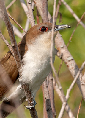 Black-Billed Cuckoo
