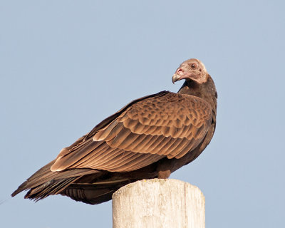 Juvenile Turkey Vulture