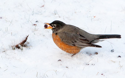 Foraging Robin