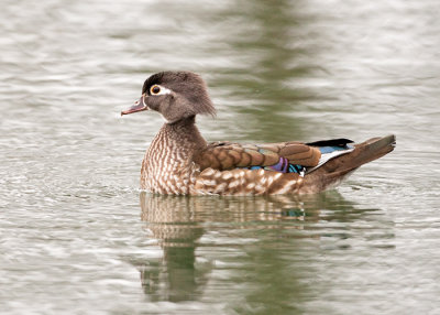 Wood Duck Hen