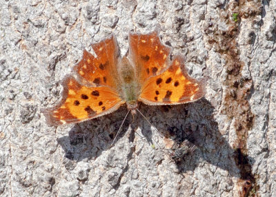 Eastern Comma