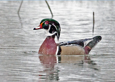 Wood Duck in a Snow Storm