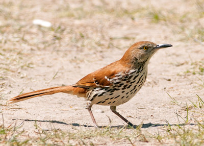Brown Thrasher