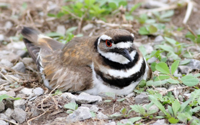 Killdeer on Nest