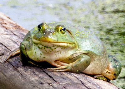 Worlds Fattest Frog