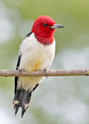 Red-Headed Woodpecker