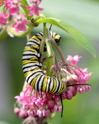 Monarch Butterfly Larva