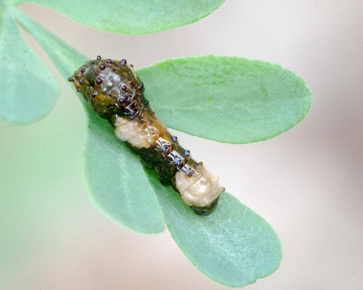Giant Swallowtail Larva