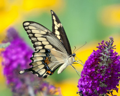Giant Swallowtail