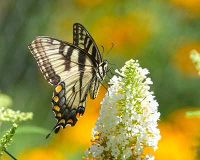 Eastern  Tiger Swallowtail