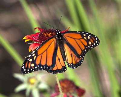 Monarch Butterfly