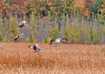 Cranes in for the Night