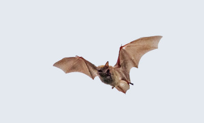 Vampire Bat?