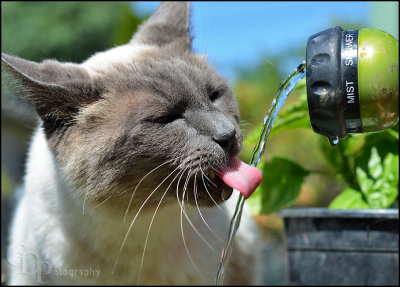 bob_drinking_water01_0105.jpg