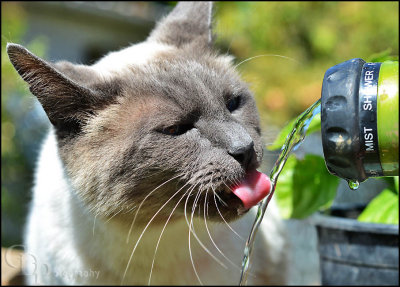bob_drinking_water02_0108.jpg
